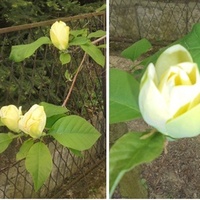 Magnolia ;Yellow Bir
