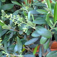 Oliwka europejska (Olea europaea) zapączkowana
