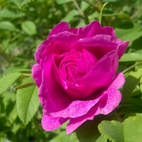 Pierwsza róża