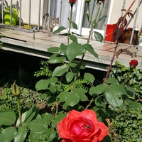 Pod balkonem znalazłam tą róże
