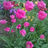 Tulipany Jeszcze Kwi