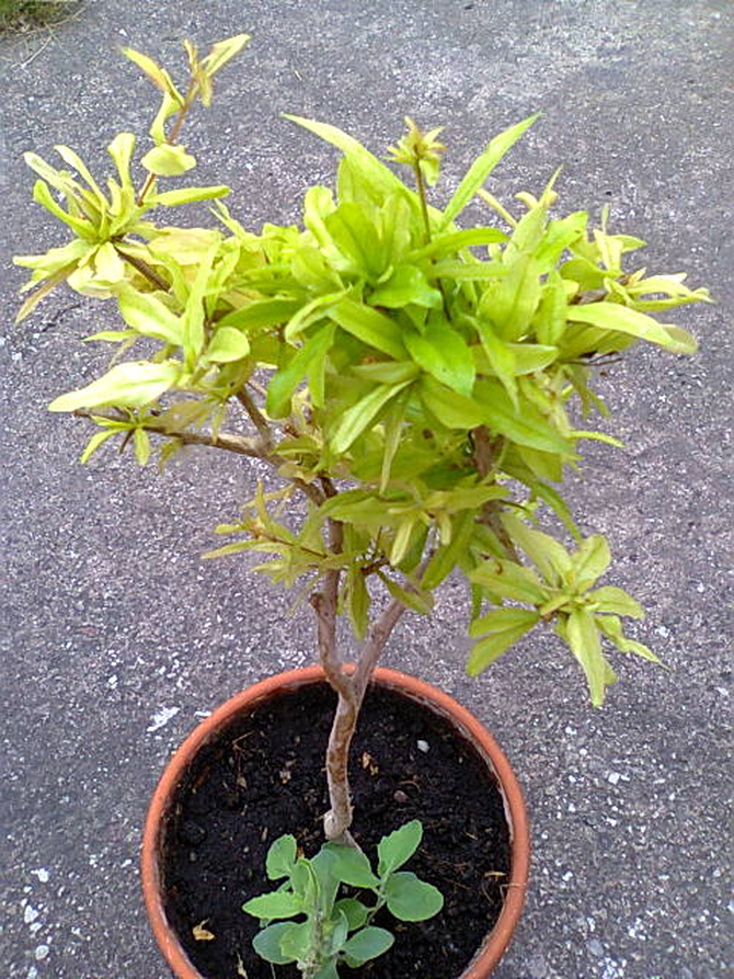 Granat Karłowy (Punica Granatum nana)