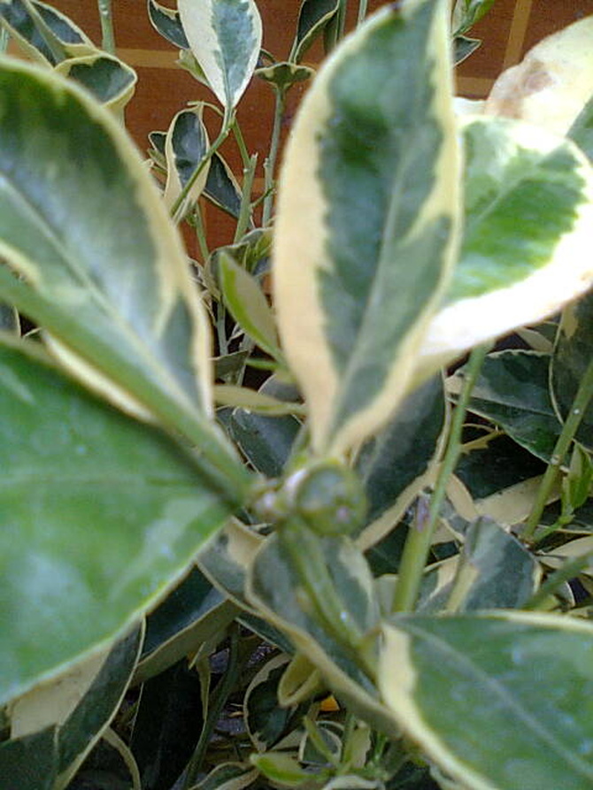 Kalamondyna variegata zawiązka owocu