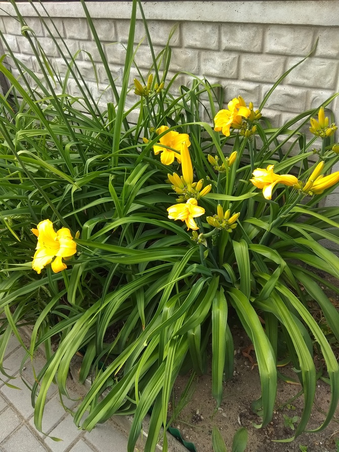 Liliowiec żółty