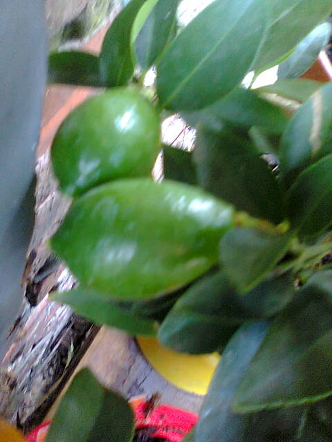 Limequat owoce