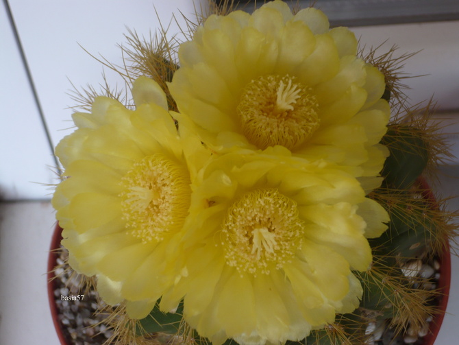 Notocactus już z kwiatkami :)