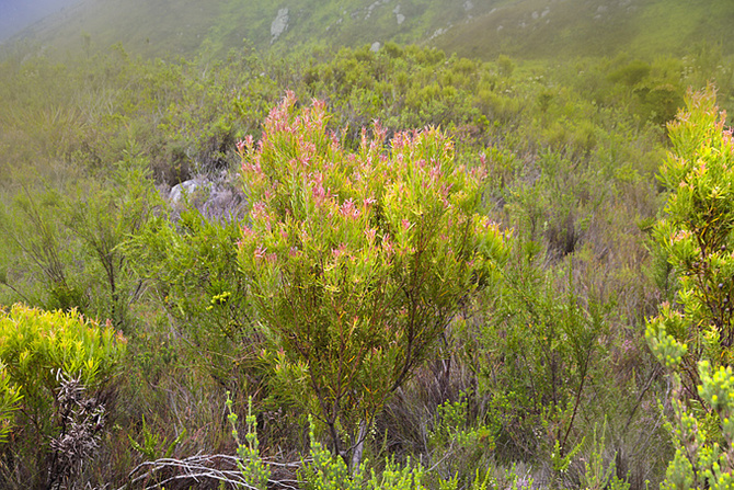 Protea w afrykańskim buszu