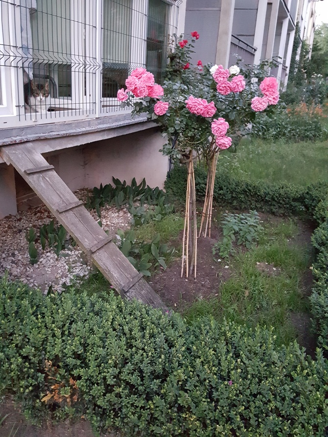 róża pod balkonem