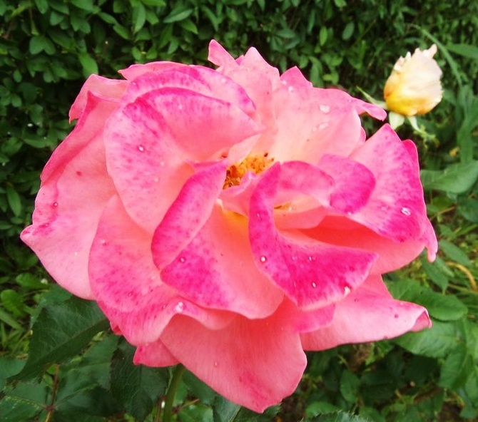 Róże w moim ogrodzie.