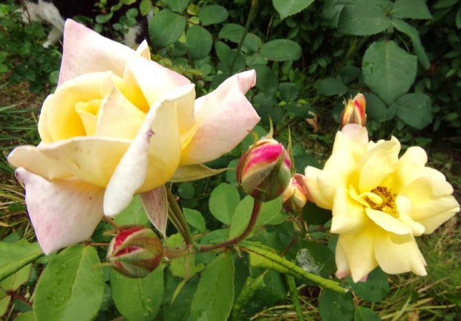 Róże w moim ogrodzie .