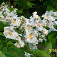 kwiaty katalpy
