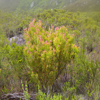 Protea w afrykańskim buszu