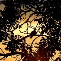Ptak i zachód słońca:)