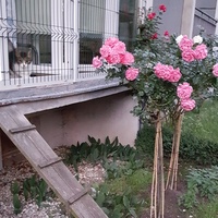róża pod balkonem