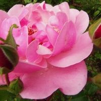 Róże w moim ogrodzie