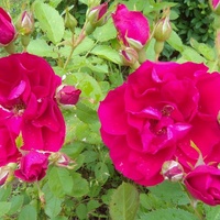 Róże w moim ogrodzie .