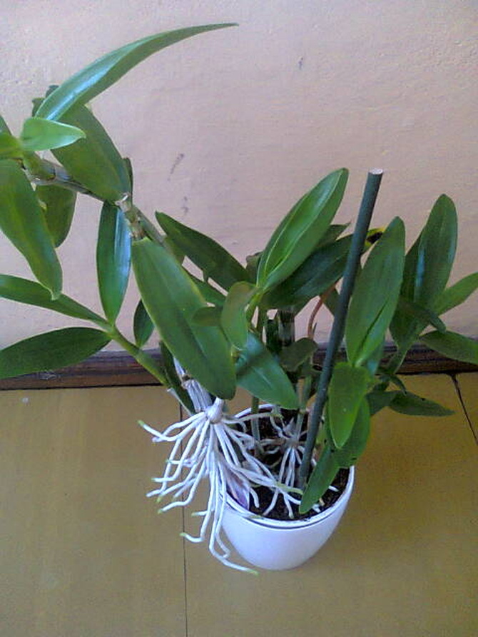 Dendrobium keiki