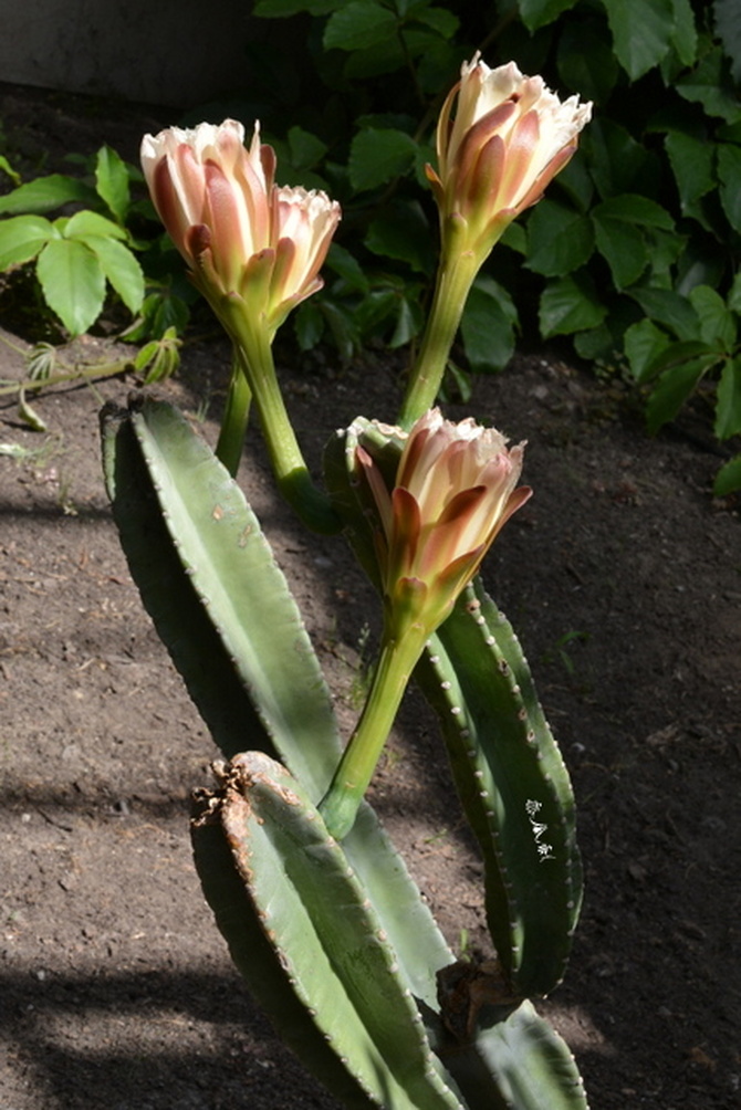 Kwitnący kaktus w ogr. botanicznym