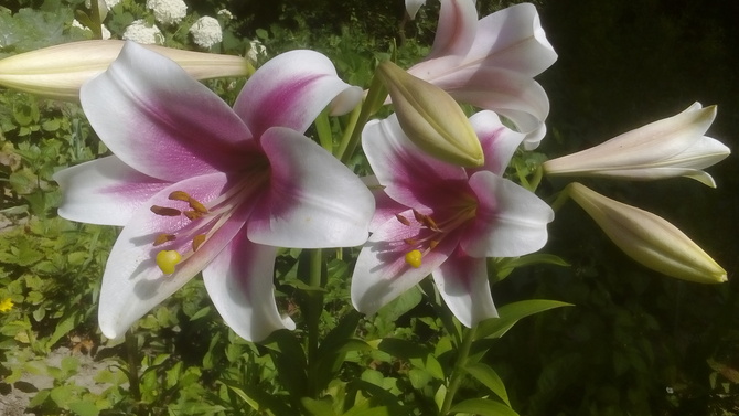 Lilie w moim ogrodzie 