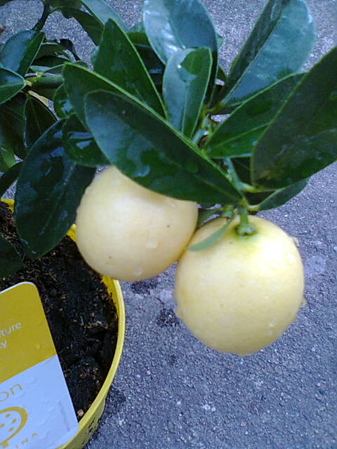 Limonella owoce dobre do zjedzenia