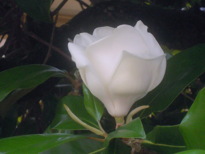magnolia.....