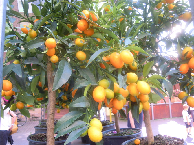 mandarynki i cytrynki