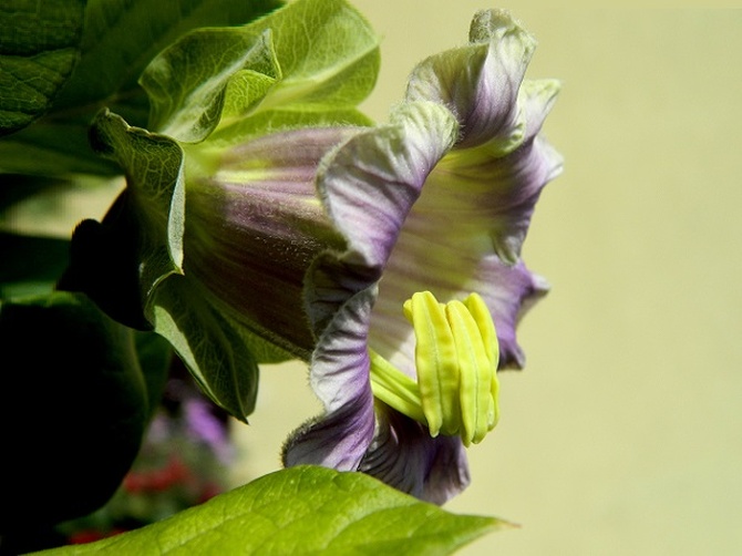 Pierwszy kwiat kobei