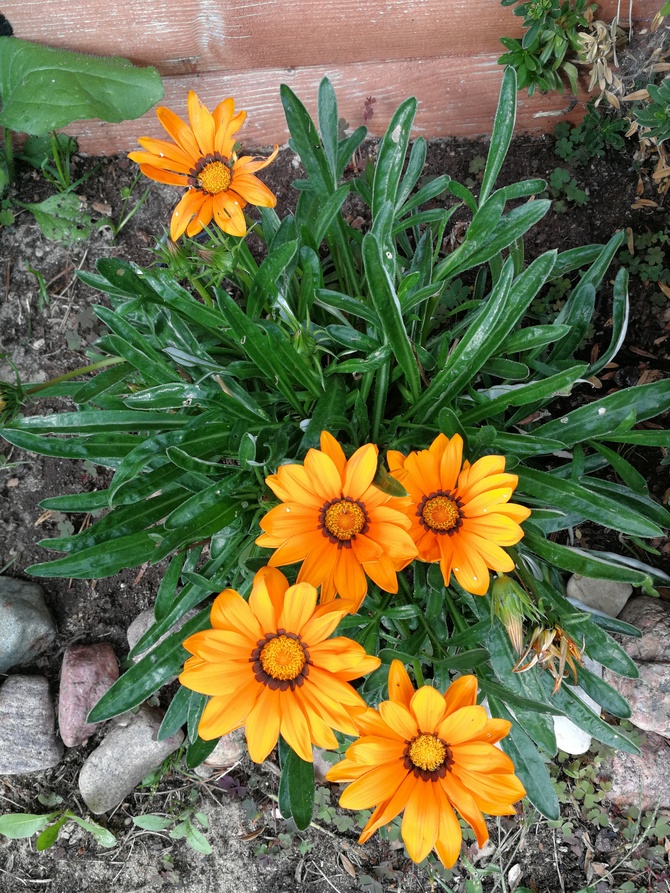 Uśmiechają się do słońca - kwiaty gazanii