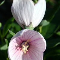 Dziarski kwiatek, zdjęcie ma w dwóch pozycjach