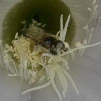 Echinopsis multiplex i zapylacz
