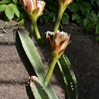 Kwitnący kaktus w ogr. botanicznym