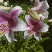Lilie w moim ogrodzie 