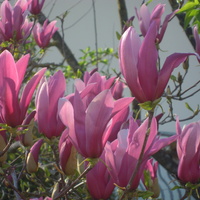 magnolie....
