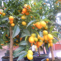 mandarynki i cytrynki