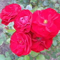 Róża Lilli Marleen  Kordes 1959