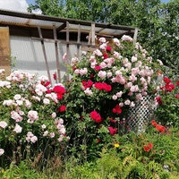 Róże ogrodowe mamy