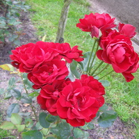 Róza Lilli Marllen 