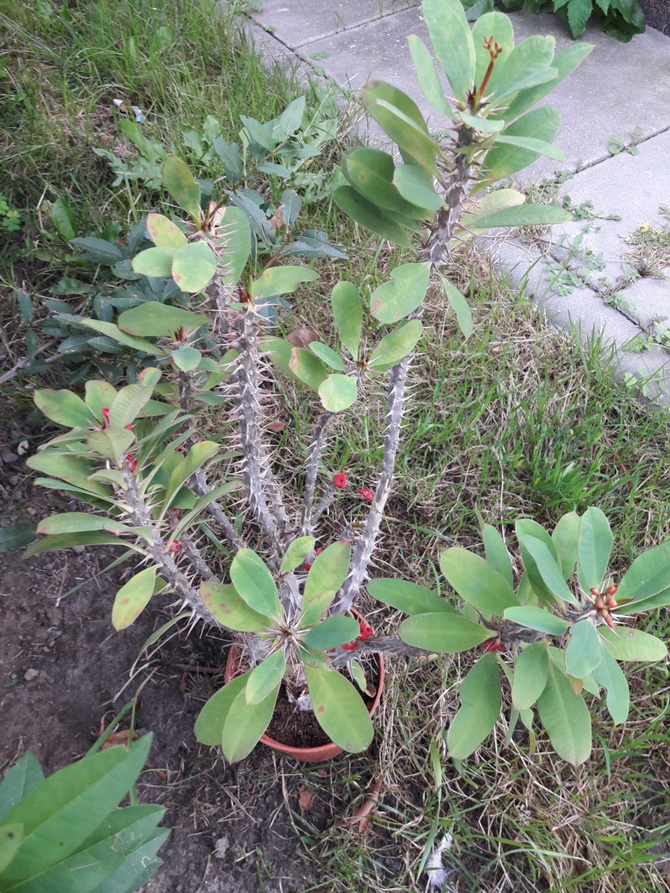 Co to za roślinka?