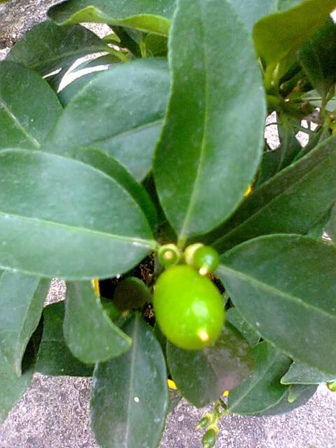Limequat zawiązki owoców