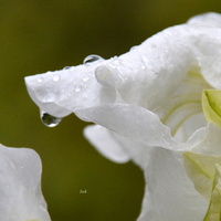 Przeziębiona petunia biała