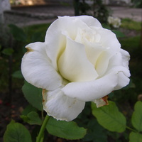 Róża Jan Paweł II
