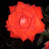 Róża O Pięknym Za