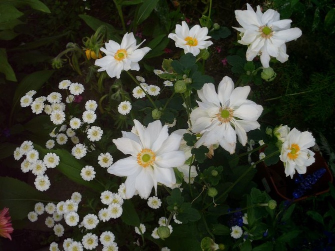 Biały zawilec o półpełnych kwiatach.
