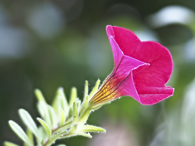 Kwiatek z tarasu