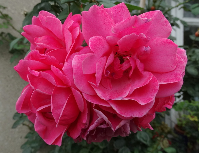 Lato, lato dam ci różę :))