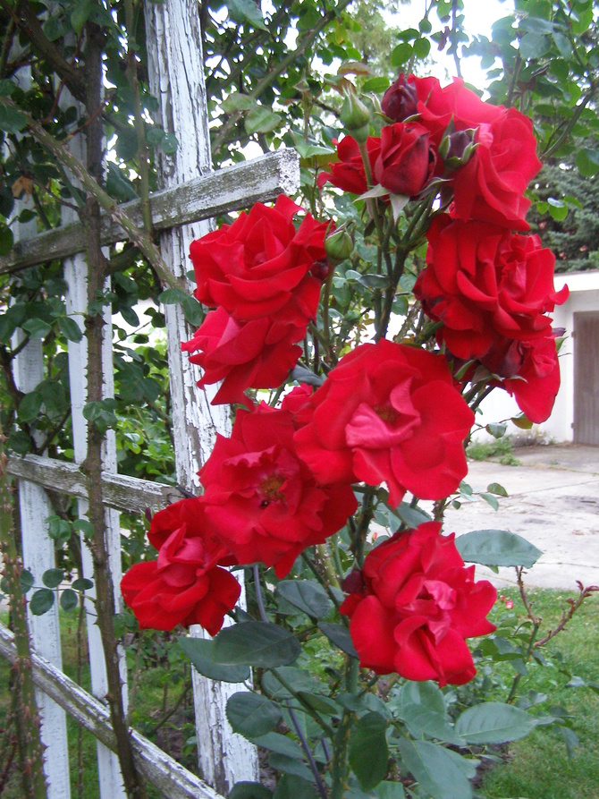 Pnąca róża Santana