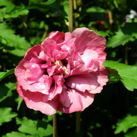 Hibiskus,róża chińska