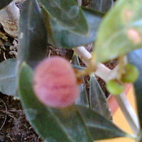 Oliwka europejska (Olea europaea) owoc dojrzewa