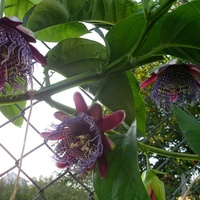 Passiflora Alata.
