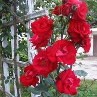 Pnąca róża Santana
